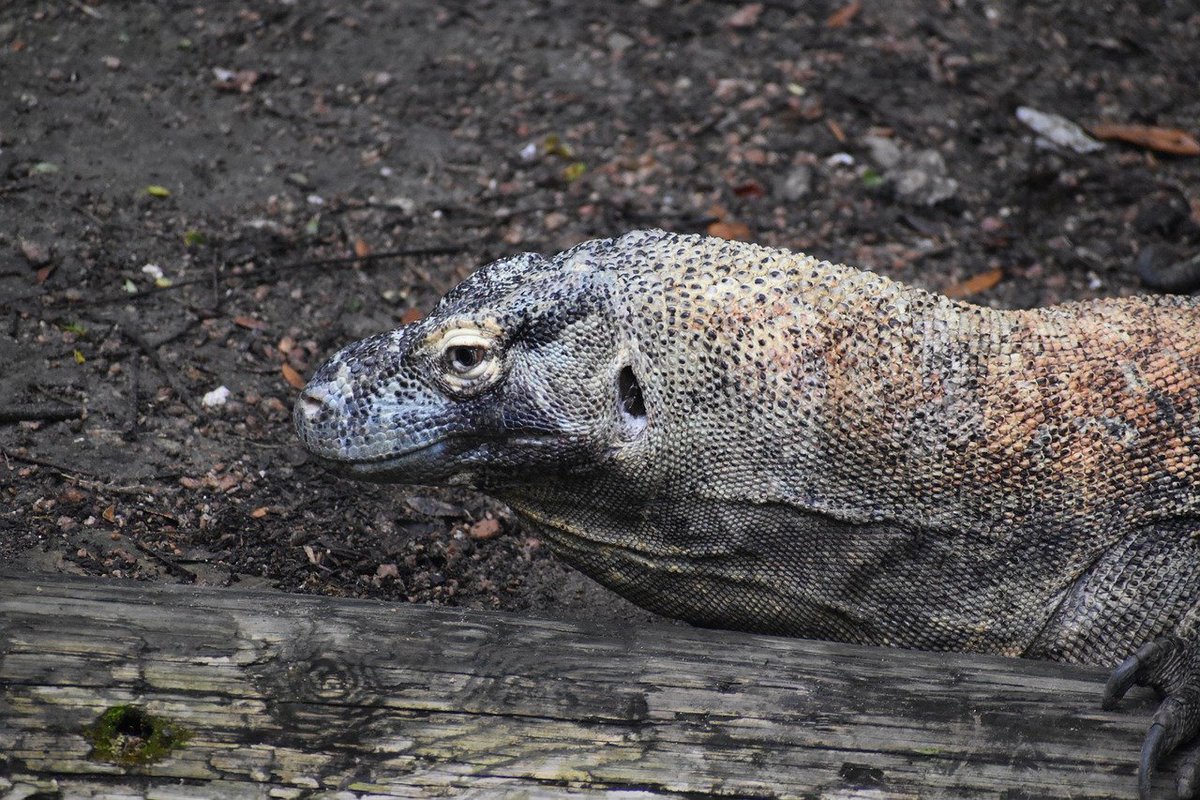 Boosting animal welfare with enrichment!  
While enrichment benefits reptiles, research on monitor lizards (Varanidae) is limited. 

Understanding their natural behavior is key to creating effective programs. Let's bridge the gap and enhance their lives! 

mdpi.com/2673-5636/3/1/…