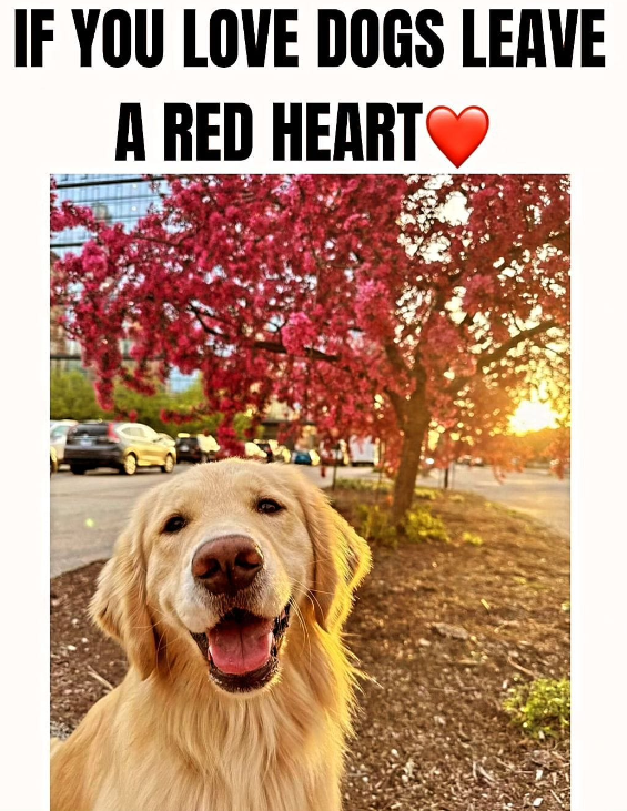 𝕏 Dogs (@_xdogs) on Twitter photo 