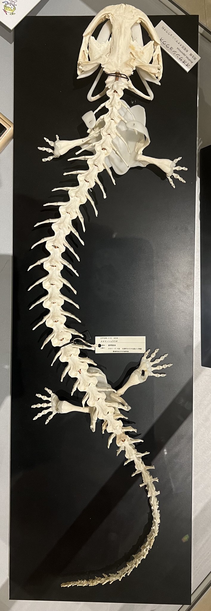 オオサンショウウオ オオサンショウウオ - Wikipedia