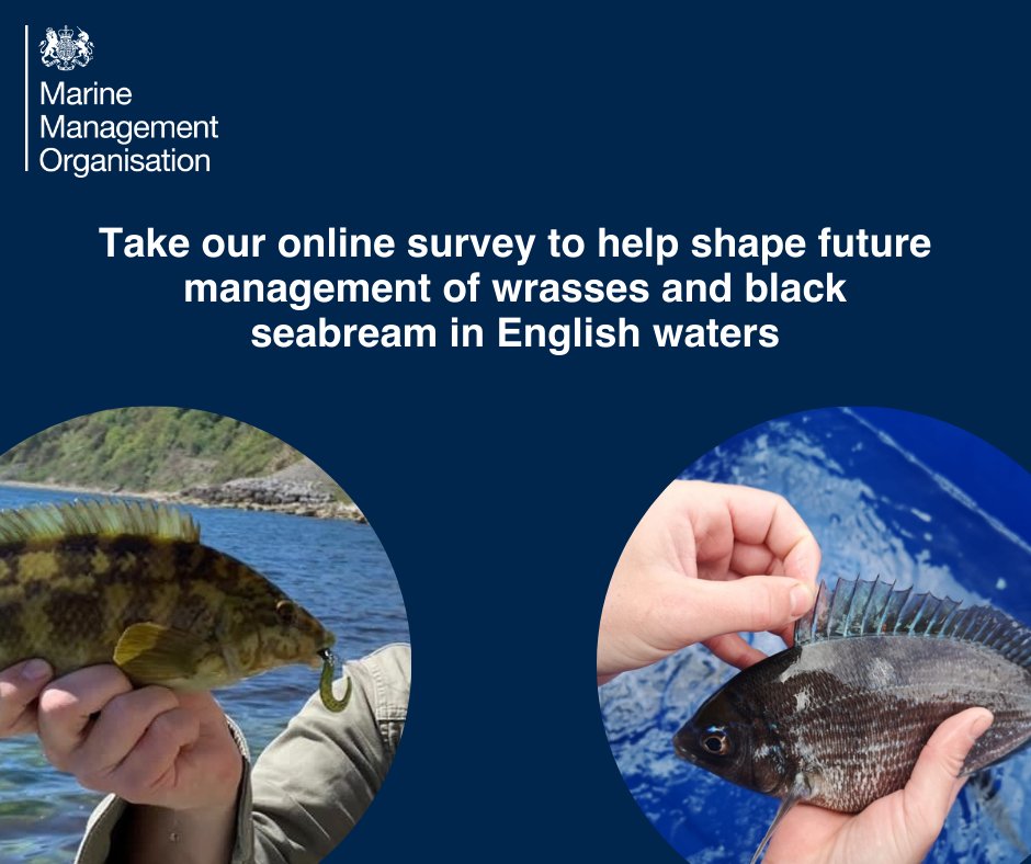 Take our wrasse and seabream survey!
We’re encouraging sea anglers and commercial fishers to share their views on the future management of wrasses, black seabream and gilthead bream.
bit.ly/3zbiE2x