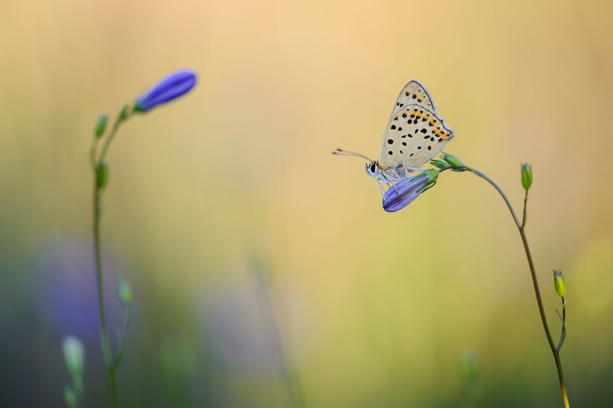 🎉 Exciting news! #GBIF Belgium has launched its new national hosted portal 🇧🇪 Explore Belgium's biodiversity data in English, Dutch, and French! Developed by <a href="/Biodiversity_be/">Belgian Biodiversity</a> via the #GBIFHostedPortal Programme. 🌍

🔗  gbif.biodiversity.be 
📸 Yvan Barbier (CC BY-NC 4.0)