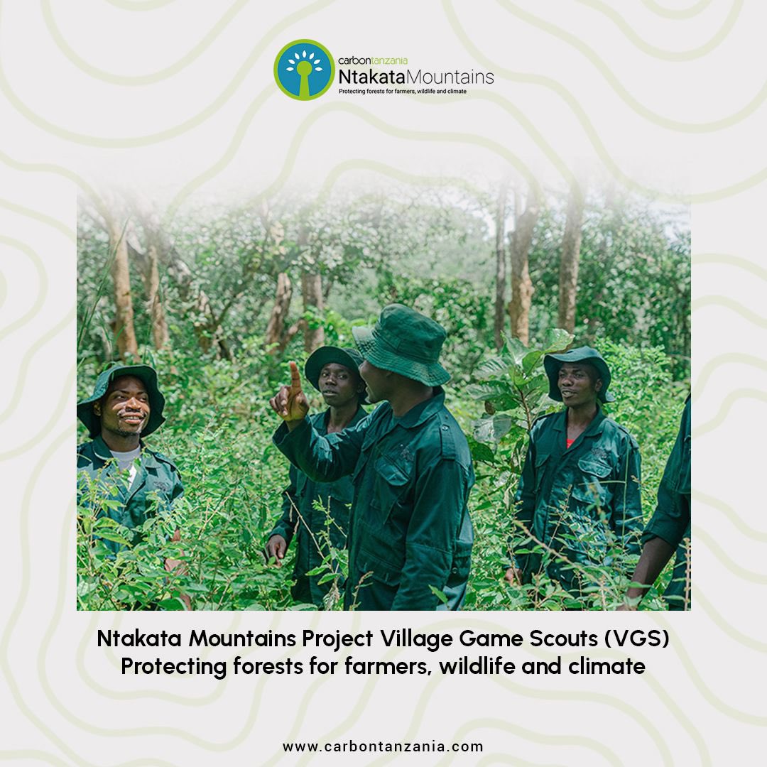 Our 2023 Impact Report highlights the significant achievements of our Ntakata Mountains project. a total of 103 Village Game Scouts (VGS), received training and conducted 197 patrols, successfully protecting 1.25 million trees. 
#carbontanzania
