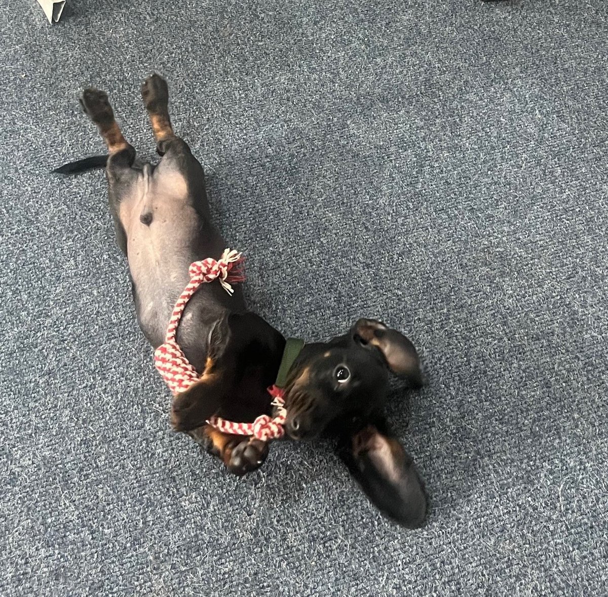 ACSLtd_'s tweet photo. Someone is thrilled he's made it to his first Friday in the office! 🐶

How is your start to September shaping up? We hope it's been as good as Rory's with his new rope toy!

#officedog #officedogs #itsupport #itservices #cybersecurity #ai https://t.co/JEle1e0iPn