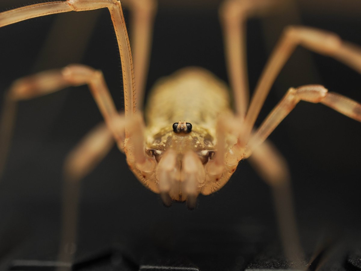 I've had a hectic few months with life and other non-microWild invert endeavours, but I'll be back in full flow soon enough. In the meantime, here's a beautiful male Oligolophus tridens harvestman from microWild. 
Sweep low herbage if you want to find these guys! 
#NotASpider