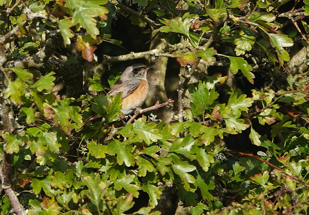 clennonvalley's tweet photo. A couple of nice mornings around Berry Head #SDevon. Nothing exceptional but nice to see some migrants, 9 Wheatears one day, Redstart 2 Whinchats, Grasshopper Warbler, Garden &amp; Willow Warbler, plenty of Chiffchaffs and lots of Common Dolphins offshore. https://t.co/a5HnJMQZmg