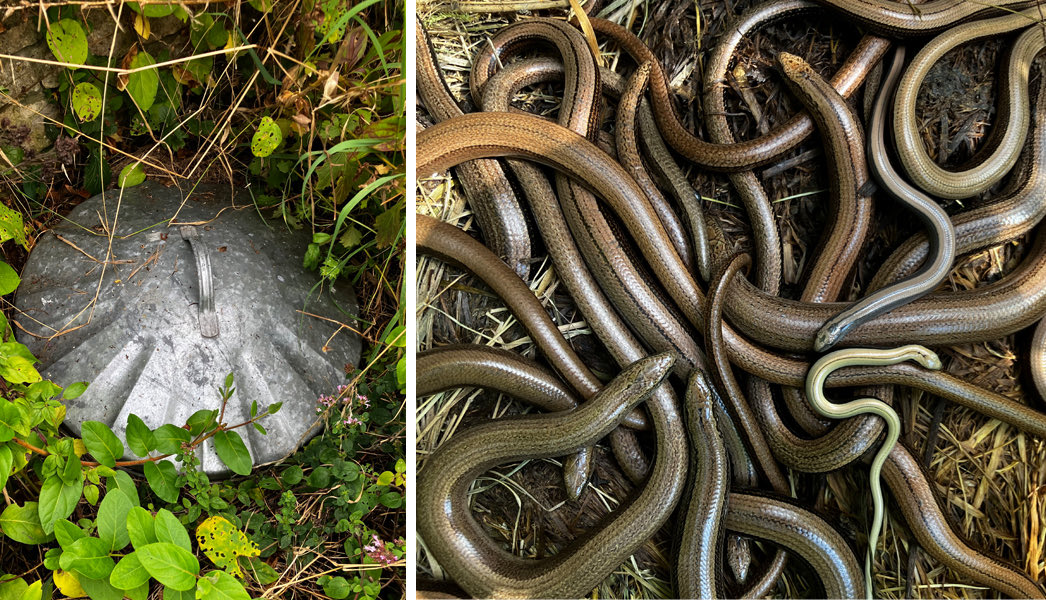 I am delighted how many slow worms are living under the dustbin lid in our tiny city centre garden! I have heard that the name for a group of slow worms is a gloss… so look at our glossy huddle! So pleased that there are enough invertebrates to keep them fed and thriving.