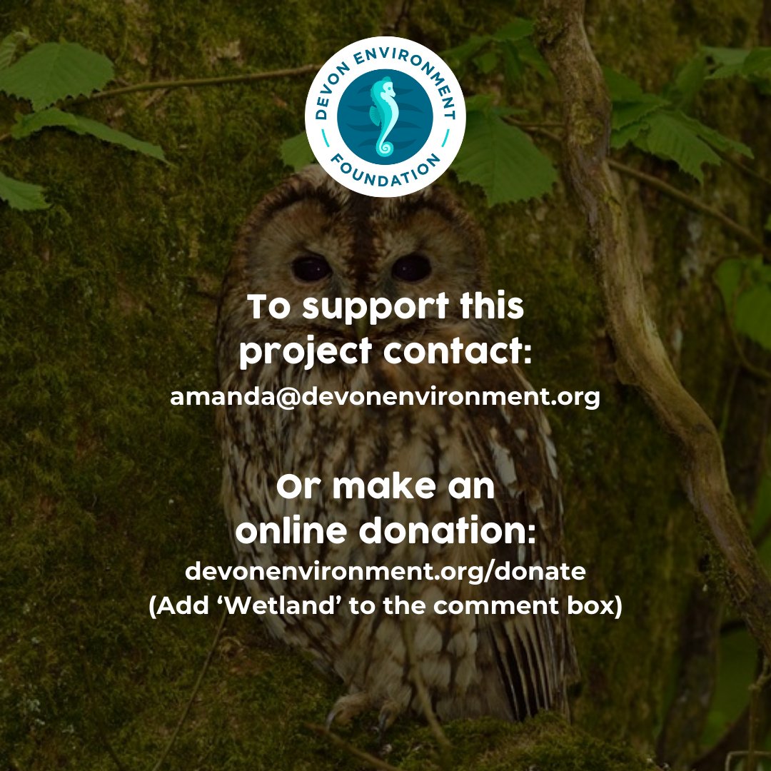 The chance to make a big difference for #nature by helping to kickstart a new #wetland habitat for many diverse wildlife species in #Devon! 🦫🦉🦋

More info/donate here: lnkd.in/eVC4hWkE

#NaturalFloodManagement #NatureBasedSolutions #Rewilding #NatureRecovery