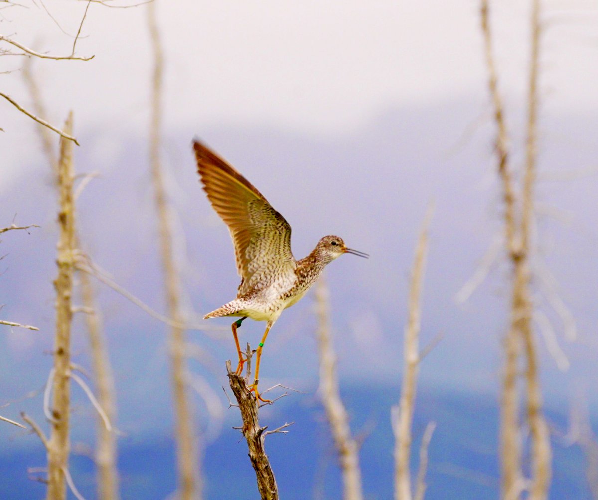 Today is Global Shorebird Day. Help protect the shorelines that our friends need!! Watch for some exciting events coming up soon! #scistarter #pbs