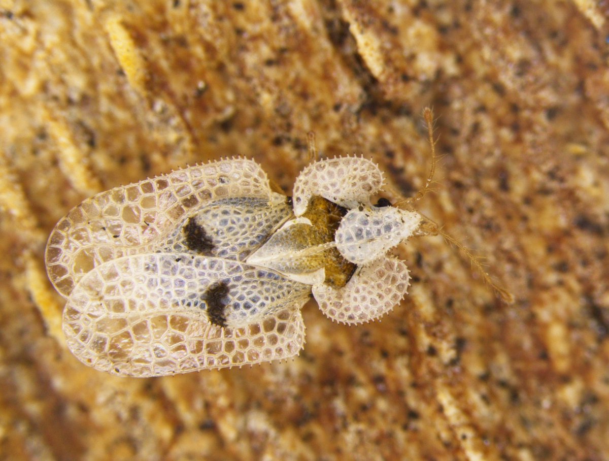 We have identified the plane lace bug in central London and are conducting surveillance to determine the scale of the issue.

This is not a regulated tree pest and there is no requirement to take statutory action.
 
Report suspected findings to TreeAlert: treealert.forestresearch.gov.uk