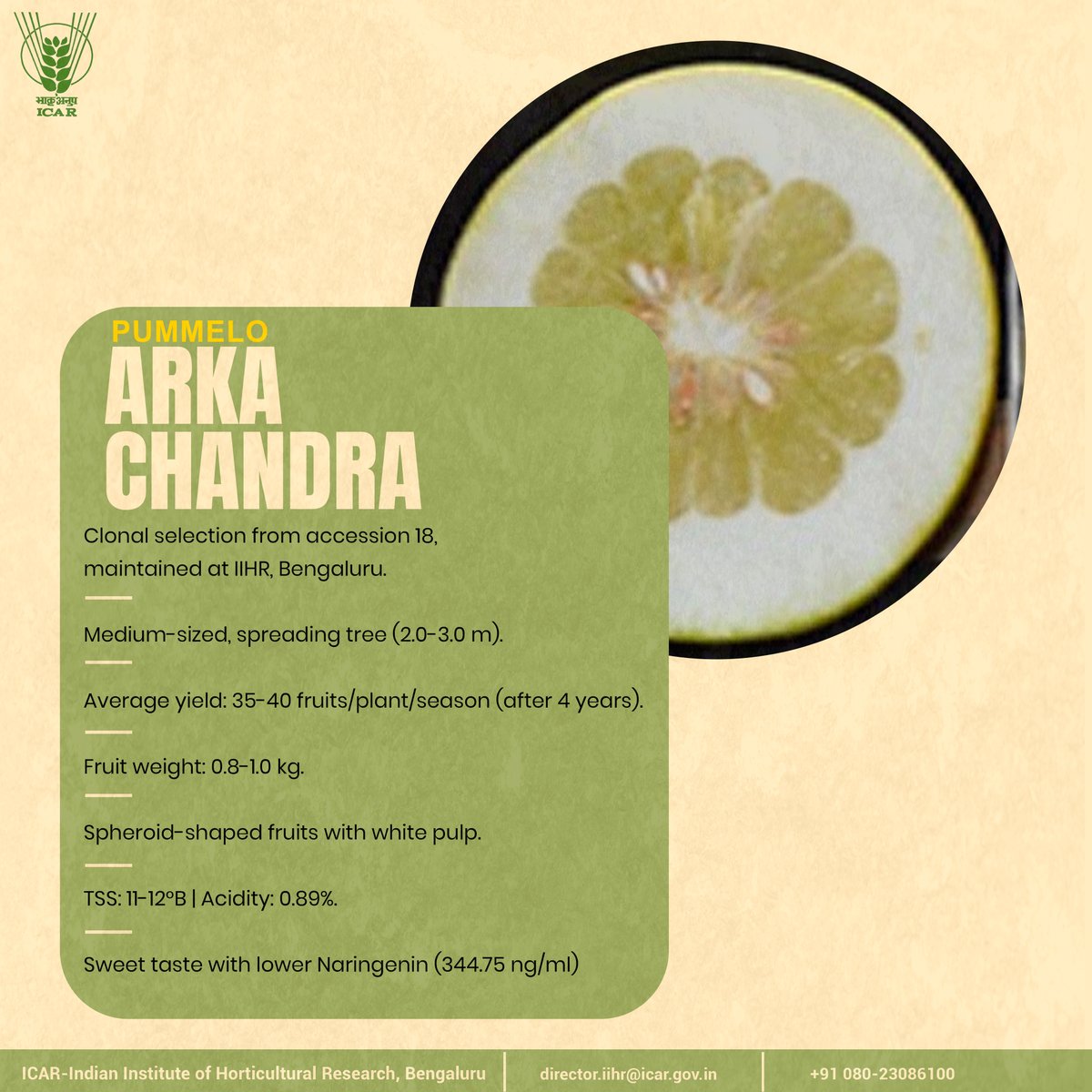 Arka Chandra #OneICAR #variety #ICAR <a href="/PMOIndia/">PMO India</a> <a href="/ChouhanShivraj/">Shivraj Singh Chouhan</a> <a href="/PIB_India/">PIB India</a> <a href="/AgriGoI/">Agriculture INDIA</a> <a href="/mygovindia/">MyGovIndia</a>