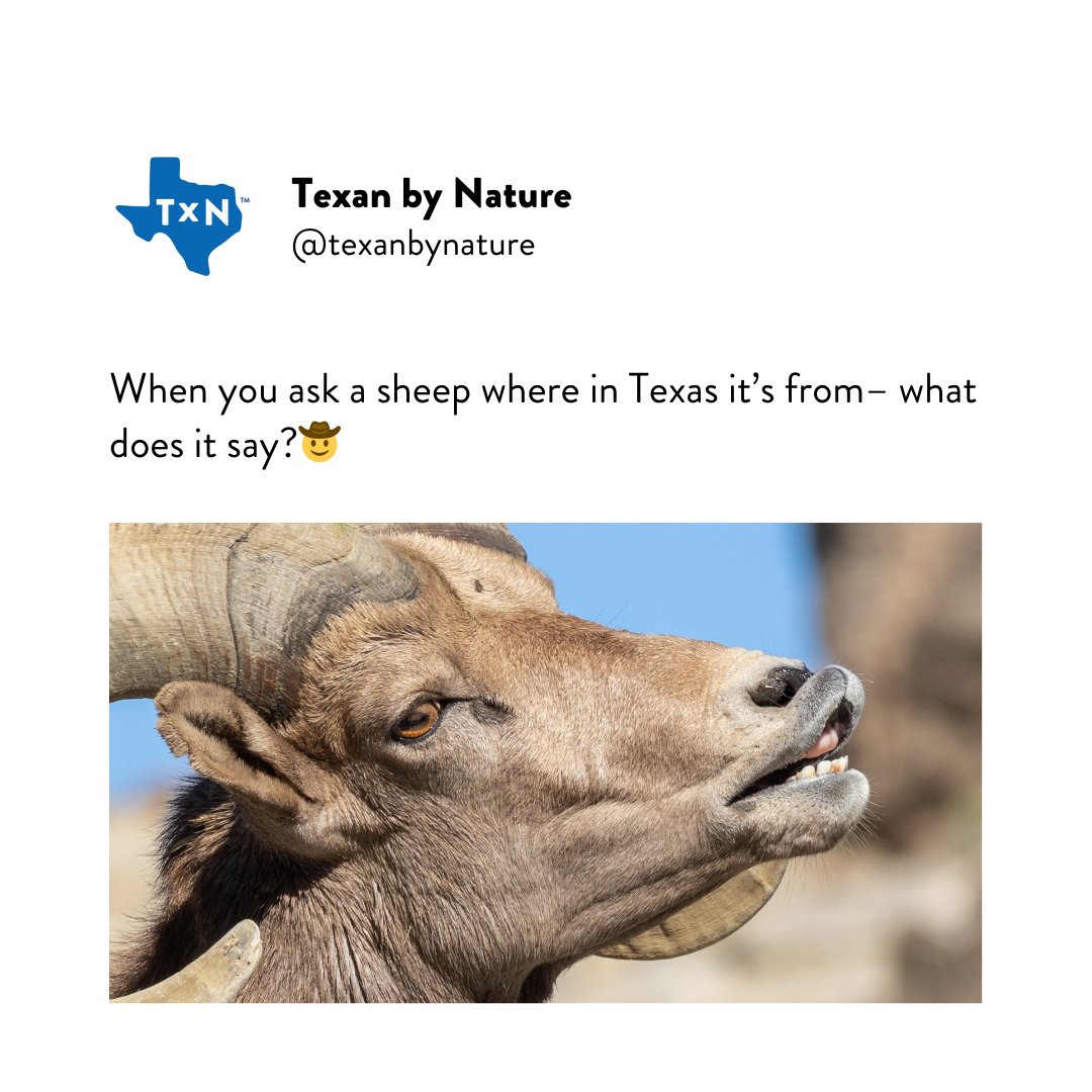 RIDDLE: 
When you ask a sheep where in Texas it’s from– what does it say?🤠

The answer for today’s riddle may surprise you...take your best guess in the comments below!