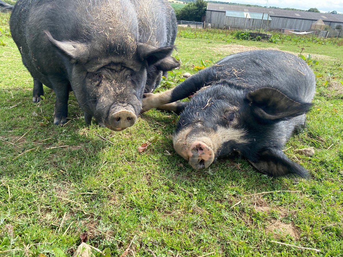 TheHugsFoundat1's tweet image. If you've joined us during our open days, you've likely encountered our pigs. They love food, always eager for a belly rub or a chance to scavenge for snacks. They are also part of the Sponsor a Rescue team hugsfoundation.org.uk/sponsor-a-hors…
#secondchances #positivechanges #animalrescue
