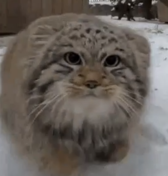 _sillyrascal's tweet image. this account is a year old wtf