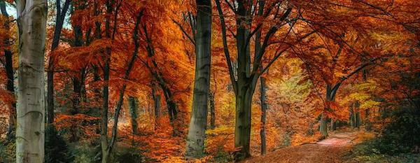 Nu kan du prenumerera på Bibliotekens.fi:s svenskspråkiga nyhetsbrev om informationskällor! teman. Beställ nyhetsbrevet här: biblioteken.fi/nyhetsbrev/bes…