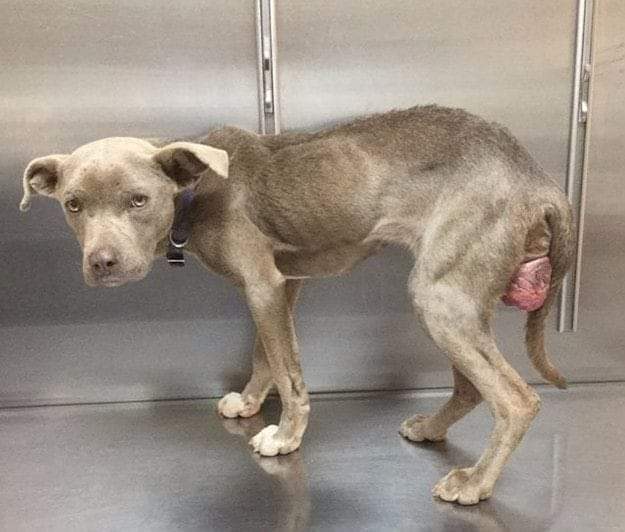 doggynation_'s tweet photo. I Am Very Sick Please Pray For Me 💔😢 https://t.co/WCOczSVKLZ