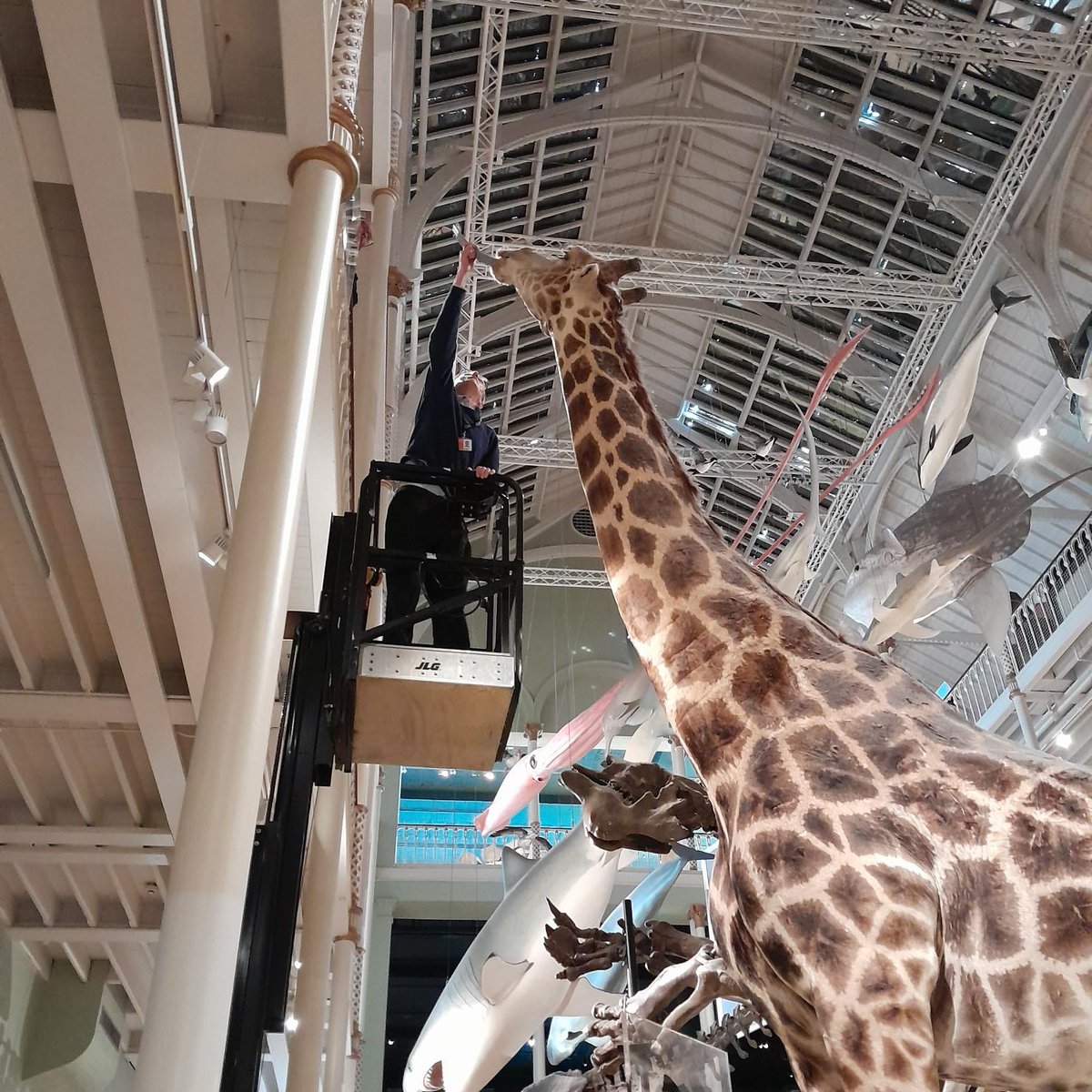 With a fresh LICK of paint our giraffe’s tongue has been restored in the Animal World gallery!

Did you know that a giraffe's tongue is BLUE and can be up to 50cm LONG?

You can see the tongue for yourself from the mezzanine level of Animal World.