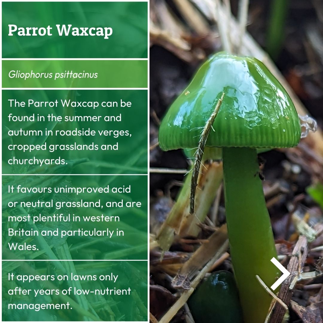 Plantlife tweet media