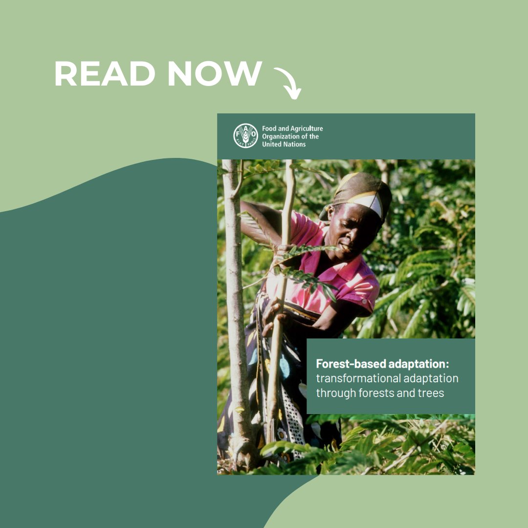 Forests & Water (@fowanetwork) on Twitter photo Have you checked out <a href="/FAO/">Food and Agriculture Organization</a>'s technical paper on forest-based #adaptation?
This paper unpacks the concept of forest-based adaptation, covering the themes of:
🌳Sustainable forest management
🌳Forest conservation
🌳Reforestation Have you checked out <a href="/FAO/">Food and Agriculture Organization</a>'s technical paper on forest-based #adaptation?
This paper unpacks the concept of forest-based adaptation, covering the themes of:
🌳Sustainable forest management
🌳Forest conservation
🌳Reforestation