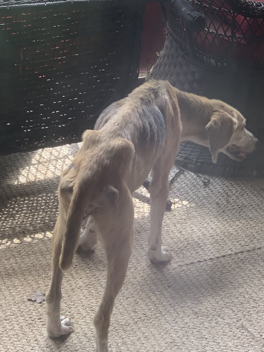 Pals!
It’s $5 Friday!!!
This week we received a plea to help an abandoned hound lady in our community.
We did step up for Mae.
She is heartworm +, has eye and ear infections &amp; needs vet care.
If you’d like to help Mae, we truly thank you!!! ♥️
rescuecoop.org/donate
