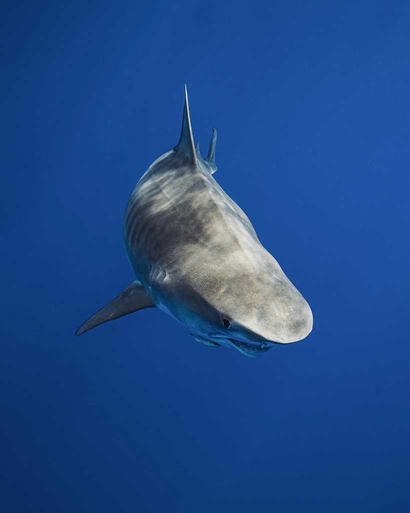 Sharks4Kids's tweet photo. Which photo is your favorite?

Some amazing photos from our Ambassador, @mermichaela who has been diving with sharks all over the world.

#FeatureFriday https://t.co/5H8uqKl9k8
