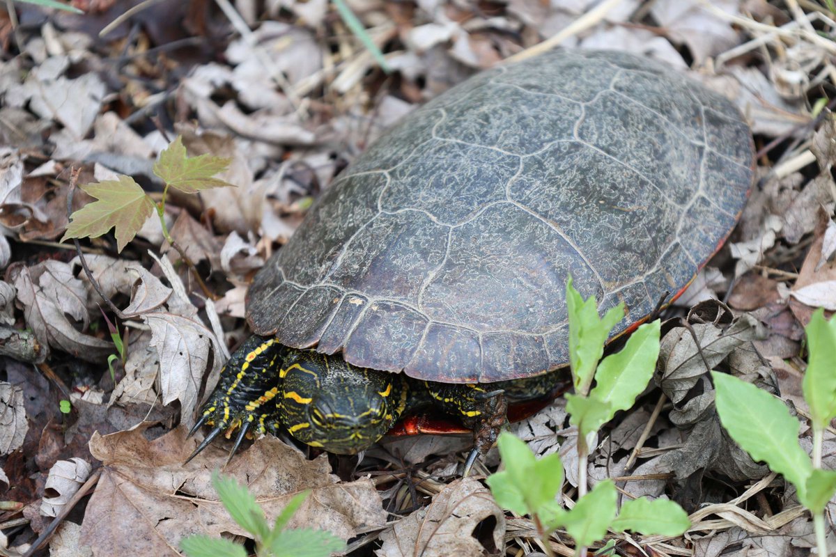 St Paul USACE tweet media