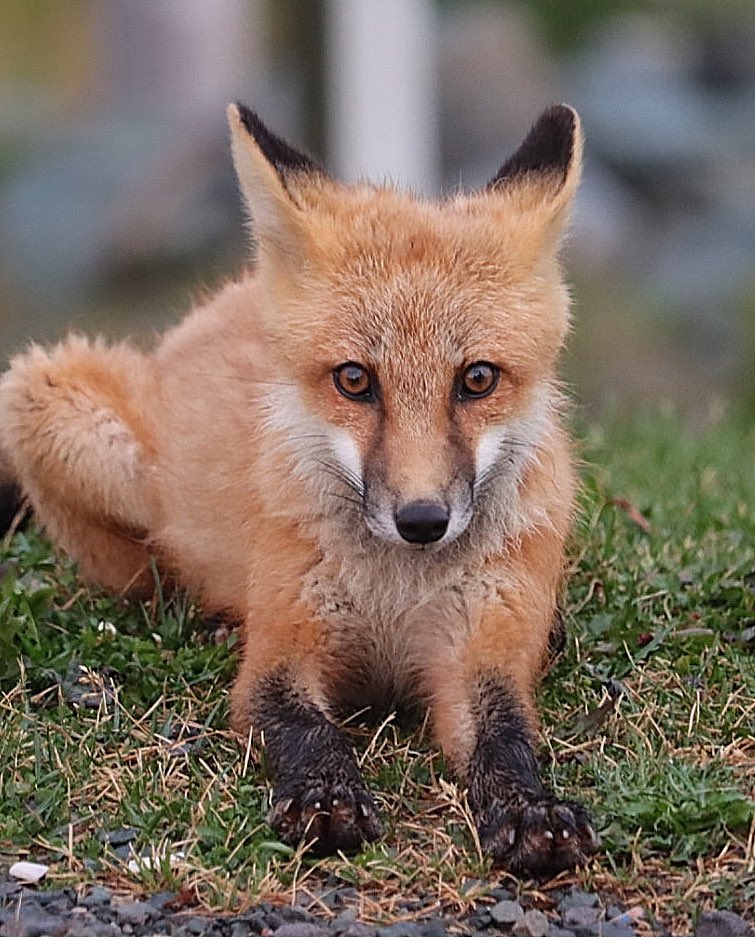 GrayMarker99's tweet image. It’s #FoxFriday !!