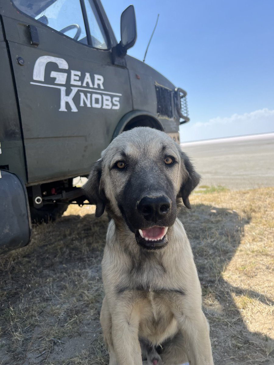 gearknobs_'s tweet image. Some salt flats, Ray Mens and Turkish doggos 🇹🇷

The journey to Cape Town may be over, but we’ll make the best of the journey home. 

#gearknobs