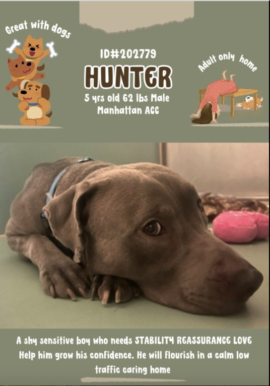 💔 New Intake HUNTER 5yrs 202779 #Macc 
#Adoption Return for biting his leash 🙄 now he's in danger‼️social gd with other dogs 
He needs out ASAP Dm <a href="/CathyPolicky/">Cathy Policky</a> #FostersSaveLives #RescueMe NHO 🙏 #Pledge Share