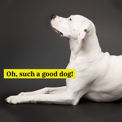 WaggingTailsPR's tweet image. Did you miss our August Enrollment Period? You have another chance in October! That's when we conduct Temperament Assessment and Evaluations for new guests during - they're required, free charge, and include a full day of play. Learn more: bit.ly/3ANP43v