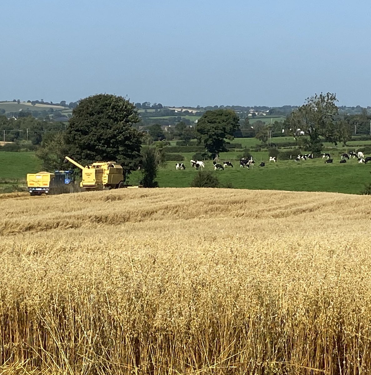What a day ⁦to harvest our crop for ⁦<a href="/WhitesOats/">White's Oats</a>⁩ . Just the straw to bale and harvest is complete