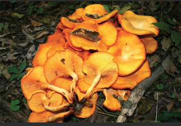 Been working on this study for awhile trying to learn to paint and blend my colors better. Was especially happy with how the flora with the leaf on it turned out.
Been overly reliant on lineart till now so it feels good to get outta my comfort zone a bit