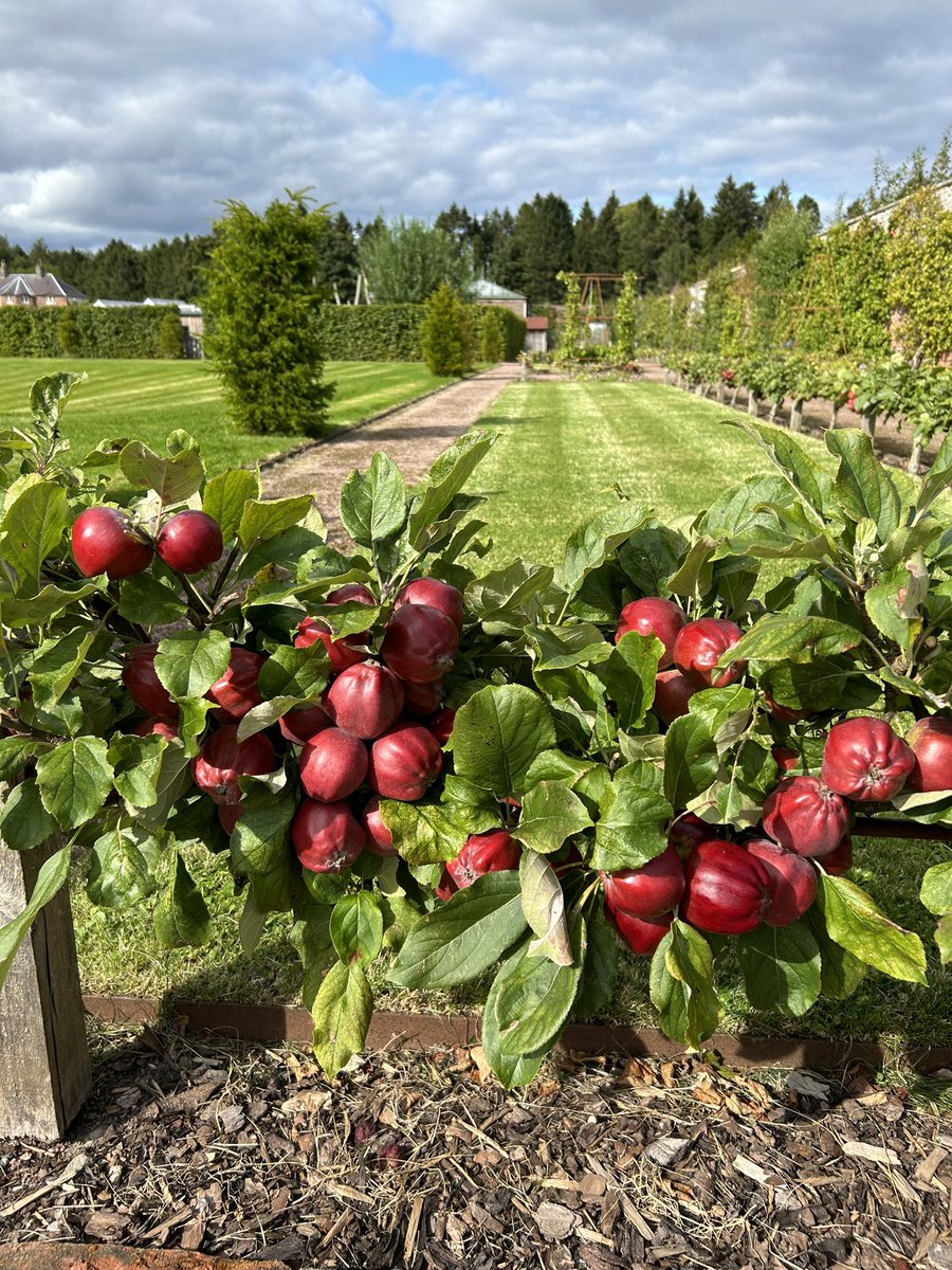 Misty days of mellow fruitfulness 🍏🍎🍏🌿
