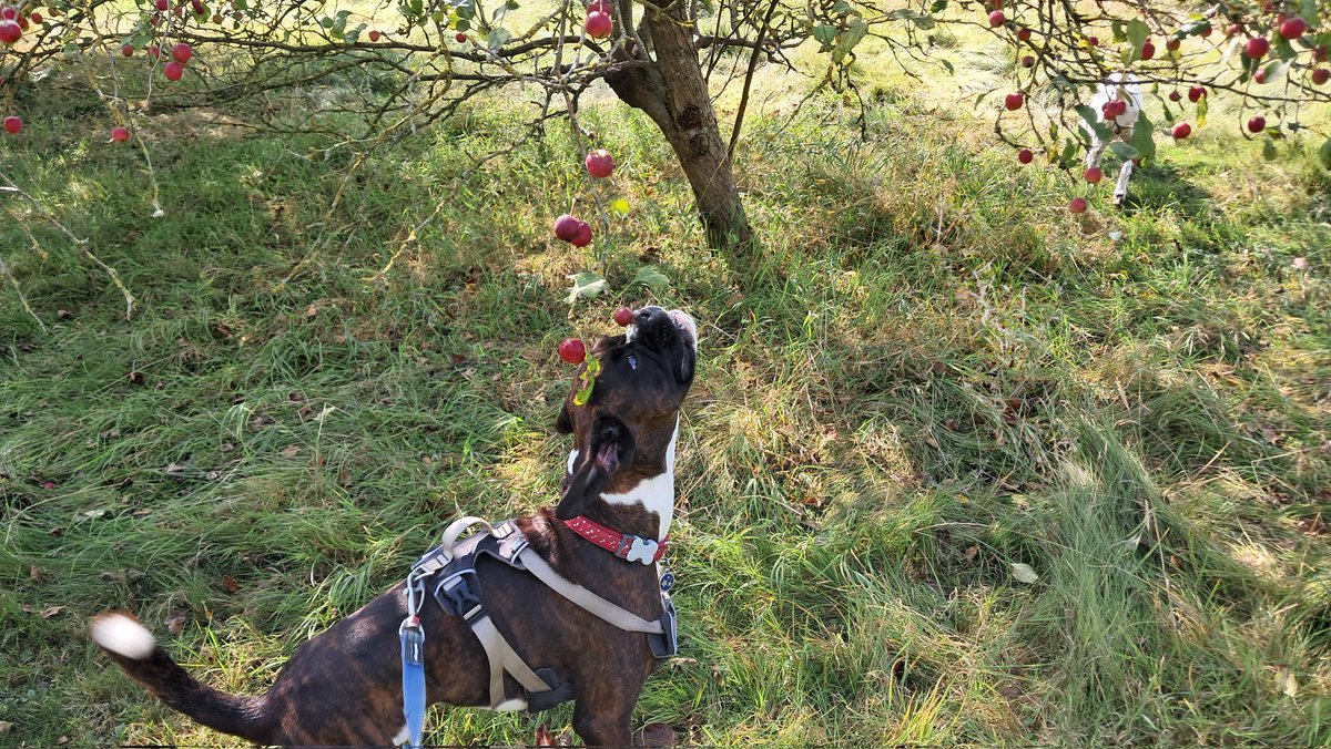 Apples added to the fruit picking list for Ollie 🍎❤️🍎❤️🍎