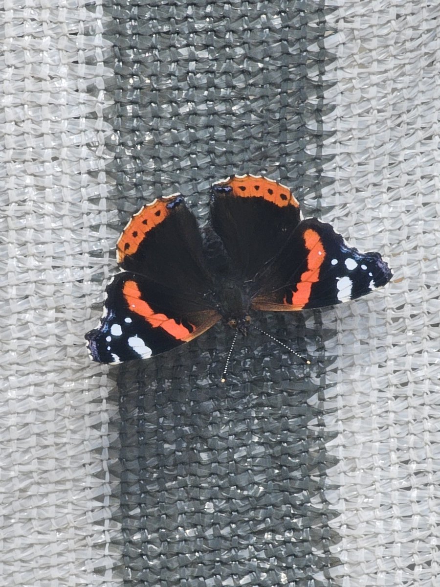 diesen wunderschönen kollegen vorhin gespottet
