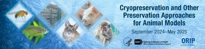 NIH ORIP (@nih_orip) on Twitter photo Save the date🐟 Sept. 9-10 Session II of the Cryopreservation & Other Preservation methods featuring #aquatic species #zebrafish #Xenopus #axolotl #Xiphophorus #AGGRC #cryopreservation #genetics #AQMHD <a href="/theNCI/">National Cancer Institute</a> <a href="/NIHAging/">The National Institute on Aging (NIA)</a> <a href="/NIH_NINDS/">NINDS</a> @NICHD_NIH @NIGMS
scgcorp.com/Cryopreservati… Save the date🐟 Sept. 9-10 Session II of the Cryopreservation & Other Preservation methods featuring #aquatic species #zebrafish #Xenopus #axolotl #Xiphophorus #AGGRC #cryopreservation #genetics #AQMHD <a href="/theNCI/">National Cancer Institute</a> <a href="/NIHAging/">The National Institute on Aging (NIA)</a> <a href="/NIH_NINDS/">NINDS</a> @NICHD_NIH @NIGMS
scgcorp.com/Cryopreservati…