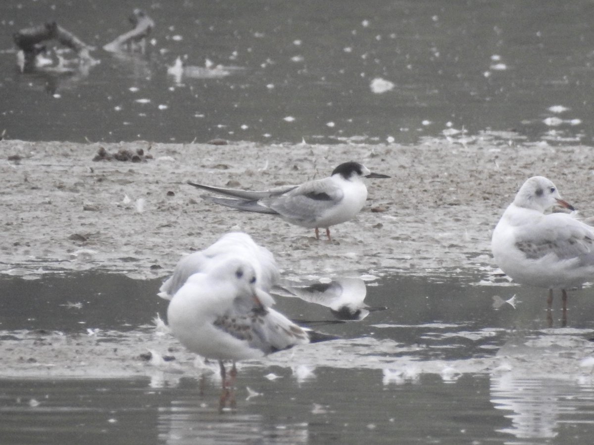 An excellent passage of terns through #LMGP today. After 3 Sandwich Terns early on (2 adults and a juv), an adult Little Tern was found mid morning plus 4 more adult Sandwich Terns. A few more Common Terns arrived too, up to 10 overall.