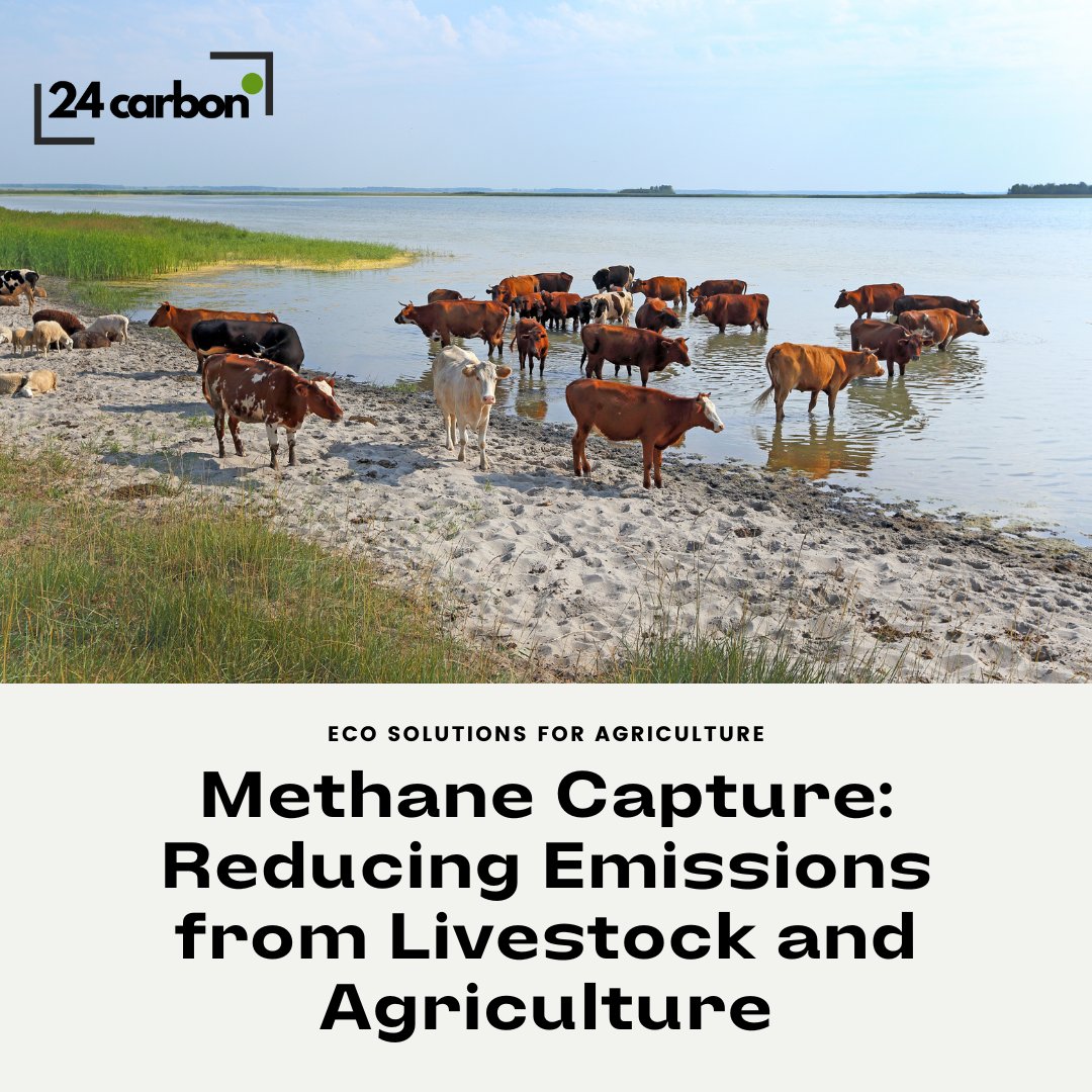 24Carboncompany's tweet image. Methane capture projects at 24Carbon convert agricultural waste methane into biogas, reducing emissions and providing renewable energy. Our initiatives benefit farmers and the environment, supporting sustainable agriculture
#24Carbon #MethaneCapture #Agriculture  #RenewableEnergy