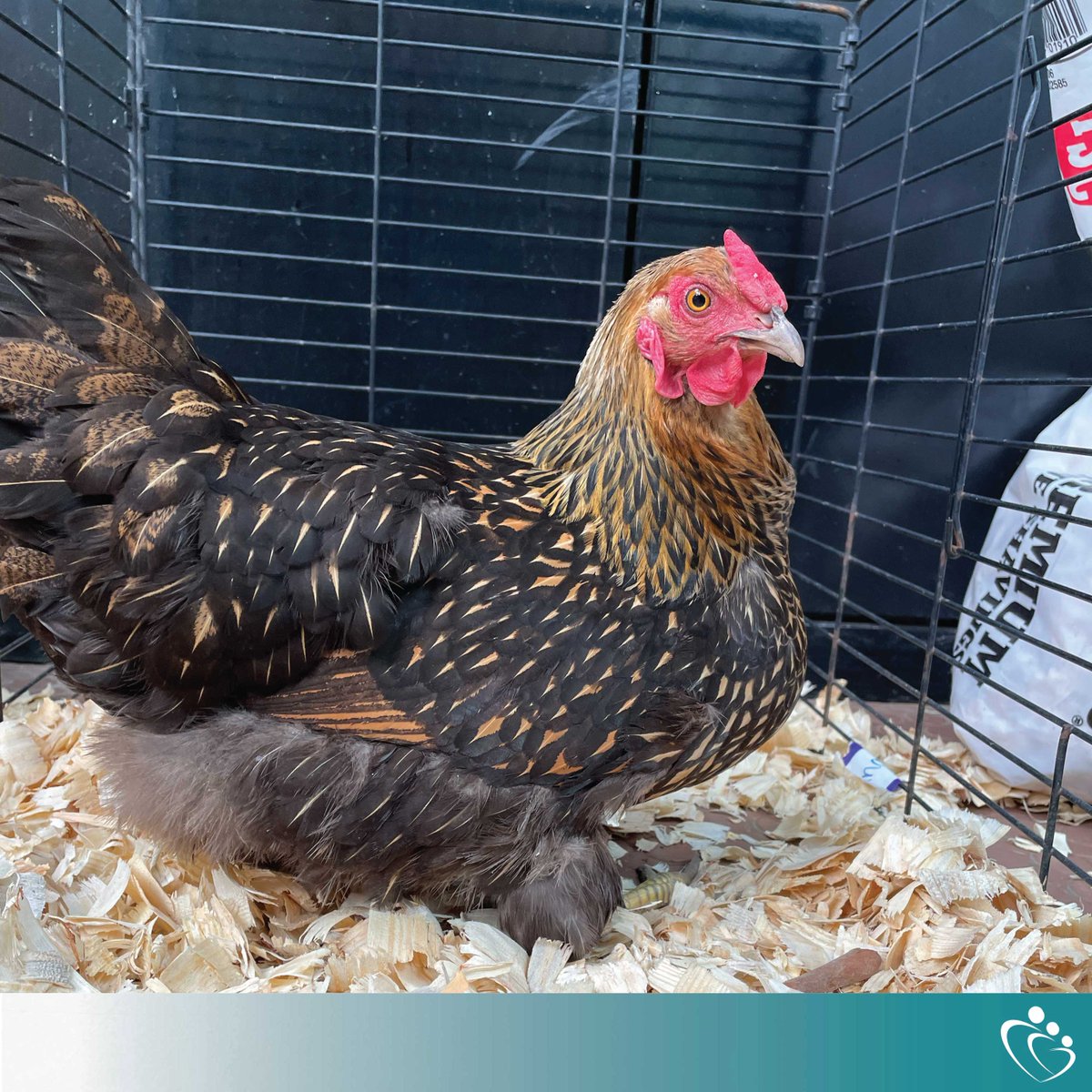 StCathCenter's tweet image. From the adorable bunnies and chickens at R &amp;amp; E May School, to our visiting therapy pigs, and even horses that our children connect with during equine therapy, we firmly believe in the power of animal-assisted therapy!

#AnimalTherapy #EquineTherapy #MentalHealth #HopeForTomorrow