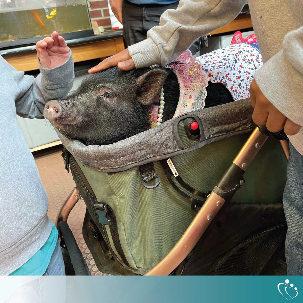 StCathCenter's tweet image. From the adorable bunnies and chickens at R &amp;amp; E May School, to our visiting therapy pigs, and even horses that our children connect with during equine therapy, we firmly believe in the power of animal-assisted therapy!

#AnimalTherapy #EquineTherapy #MentalHealth #HopeForTomorrow