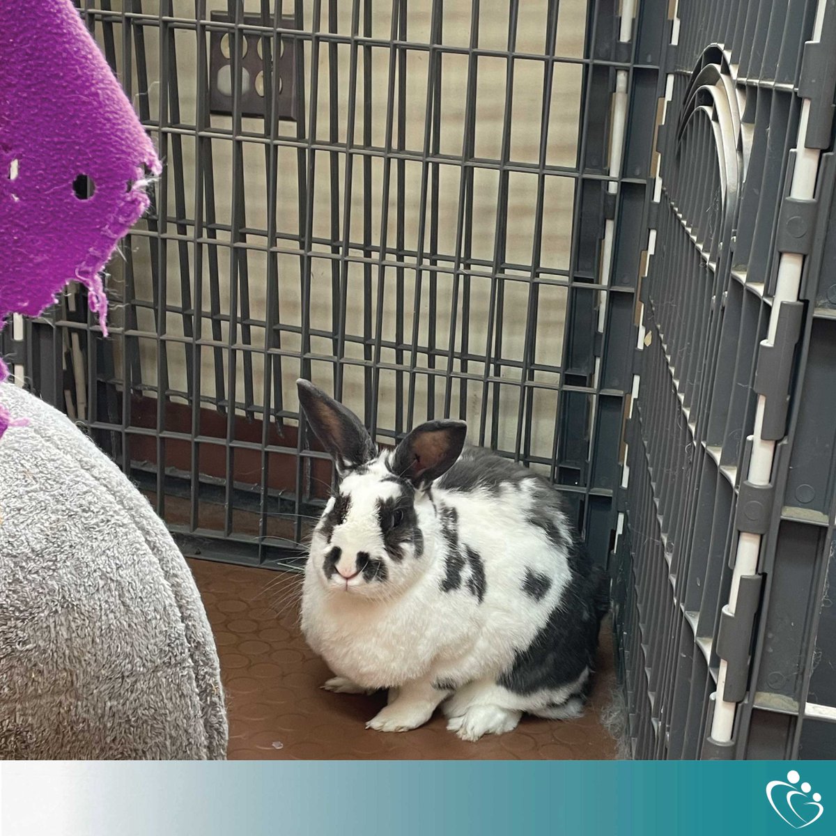 StCathCenter's tweet image. From the adorable bunnies and chickens at R &amp;amp; E May School, to our visiting therapy pigs, and even horses that our children connect with during equine therapy, we firmly believe in the power of animal-assisted therapy!

#AnimalTherapy #EquineTherapy #MentalHealth #HopeForTomorrow