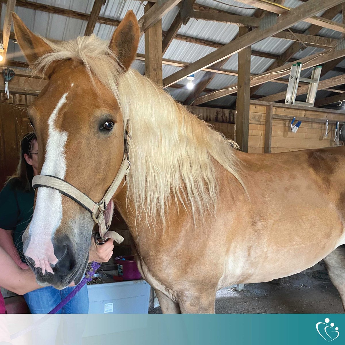 StCathCenter's tweet image. From the adorable bunnies and chickens at R &amp;amp; E May School, to our visiting therapy pigs, and even horses that our children connect with during equine therapy, we firmly believe in the power of animal-assisted therapy!

#AnimalTherapy #EquineTherapy #MentalHealth #HopeForTomorrow