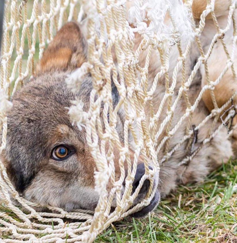 Kathi Kasper (@kathahara) on Twitter photo Habituation in European #wolves. Can we learn about causes and adjust #management strategies? Come discuss with me at my #conference #poster <a href="/mriBialowieza/">Mammal Research Institute PAS</a> <a href="/BEco_conf/">Bialowieza Ecology Conference</a> & <a href="/Zoo_Leipzig/">Zoo Leipzig</a> <a href="/EAZAFund/">EAZA Conservation</a> 🐺 Habituation in European #wolves. Can we learn about causes and adjust #management strategies? Come discuss with me at my #conference #poster <a href="/mriBialowieza/">Mammal Research Institute PAS</a> <a href="/BEco_conf/">Bialowieza Ecology Conference</a> & <a href="/Zoo_Leipzig/">Zoo Leipzig</a> <a href="/EAZAFund/">EAZA Conservation</a> 🐺