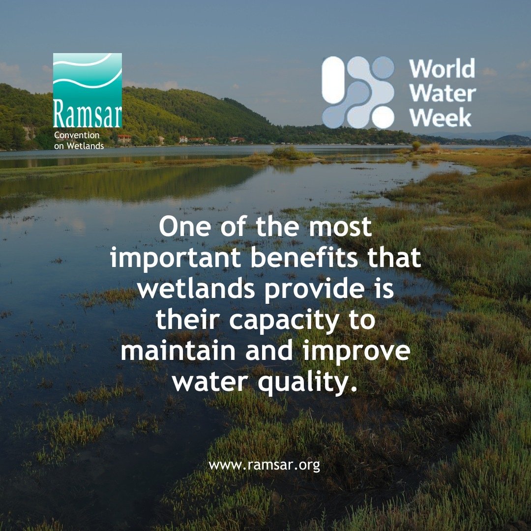 UN Biodiversity (@unbiodiversity) on Twitter photo Healthy wetlands have a rich natural diversity of plants and animals.
These can act as filtering systems, removing sediment, nutrients and pollutants from water.
It’s time to advocate for stronger conservation measures and protect these vital ecosystems!
Via <a href="/RamsarConv/">Convention on Wetlands</a> Healthy wetlands have a rich natural diversity of plants and animals.
These can act as filtering systems, removing sediment, nutrients and pollutants from water.
It’s time to advocate for stronger conservation measures and protect these vital ecosystems!
Via <a href="/RamsarConv/">Convention on Wetlands</a>
