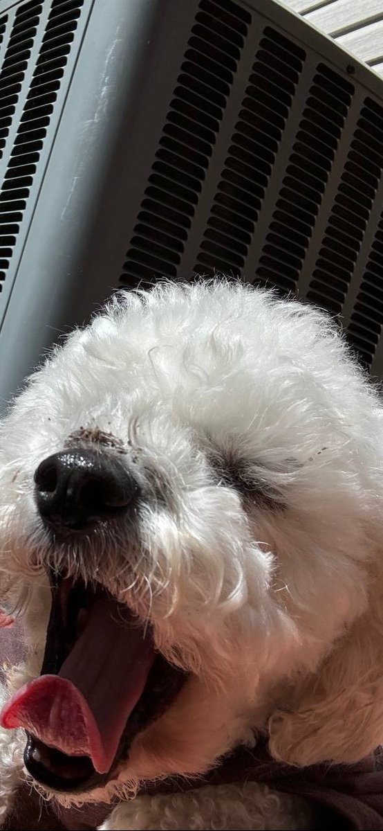 Happy Weekend Friends!
🌞💖🌞💖🌞
#dogsofx #dogsoftwitter