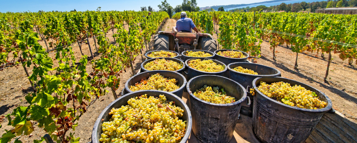 Het wordt een dun wittewijnjaar voor de Languedoc.
Bijna alle blancs zijn nu geoogst en de opbrengst is zo’n 30% minder dan in 2023. “Dit grenst aan wanhoop,” zeggen de wijnboeren. 😢