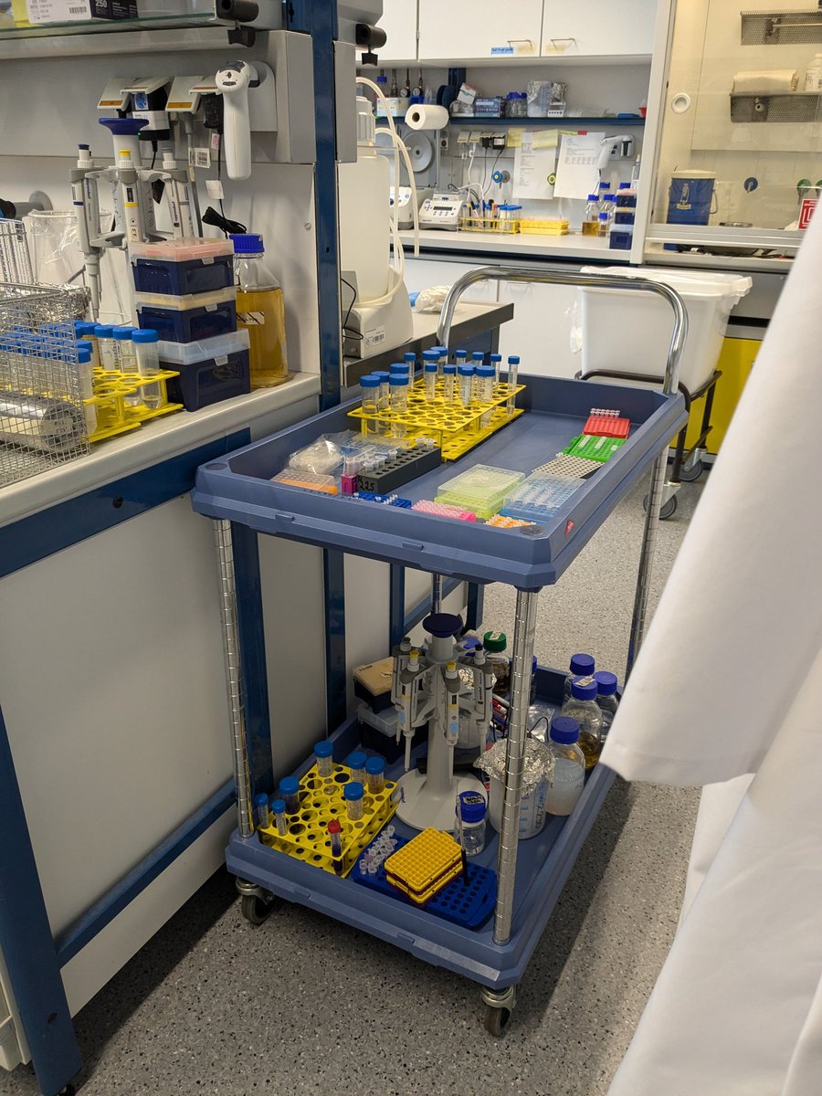 WilflingLab's tweet image. We're giving the lab a fresh clean and getting everything ready for an exciting new academic year 🧽🔬 #LabLife