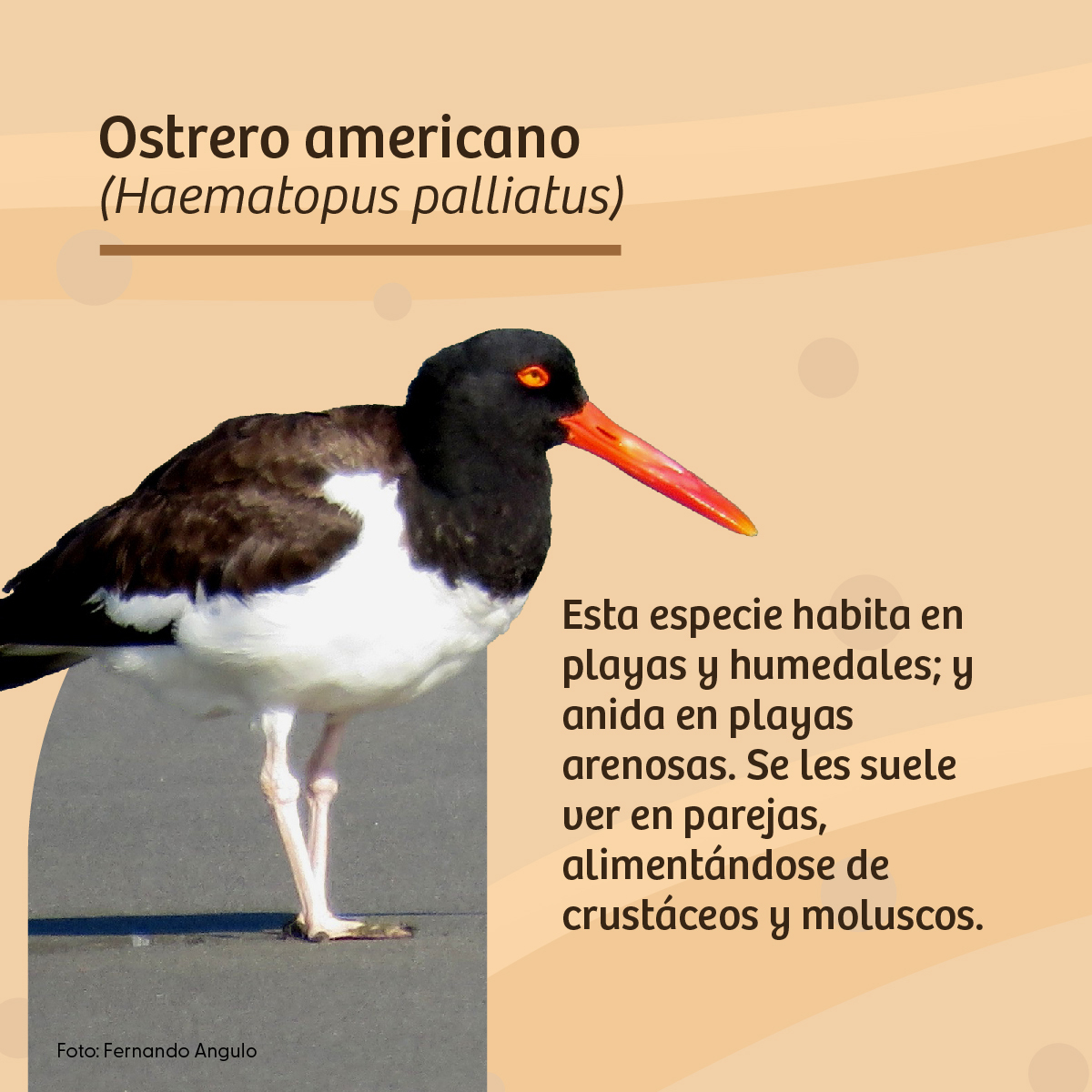 Serfor Perú tweet media
