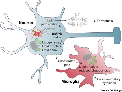 Julie Jacquemyn (@jacquemynjulie) on Twitter photo In neurodegeneration, neurons release lipids that accumulate in glial LDs. In our latest spotlight article <a href="/TrendsCellBio/">Trends Cell Biology</a>, we highlight a study by Li et al. that reveals how the loss of neuronal AMPK activity increases lipid efflux, driving a proinflammatory state in microglia. In neurodegeneration, neurons release lipids that accumulate in glial LDs. In our latest spotlight article <a href="/TrendsCellBio/">Trends Cell Biology</a>, we highlight a study by Li et al. that reveals how the loss of neuronal AMPK activity increases lipid efflux, driving a proinflammatory state in microglia.
