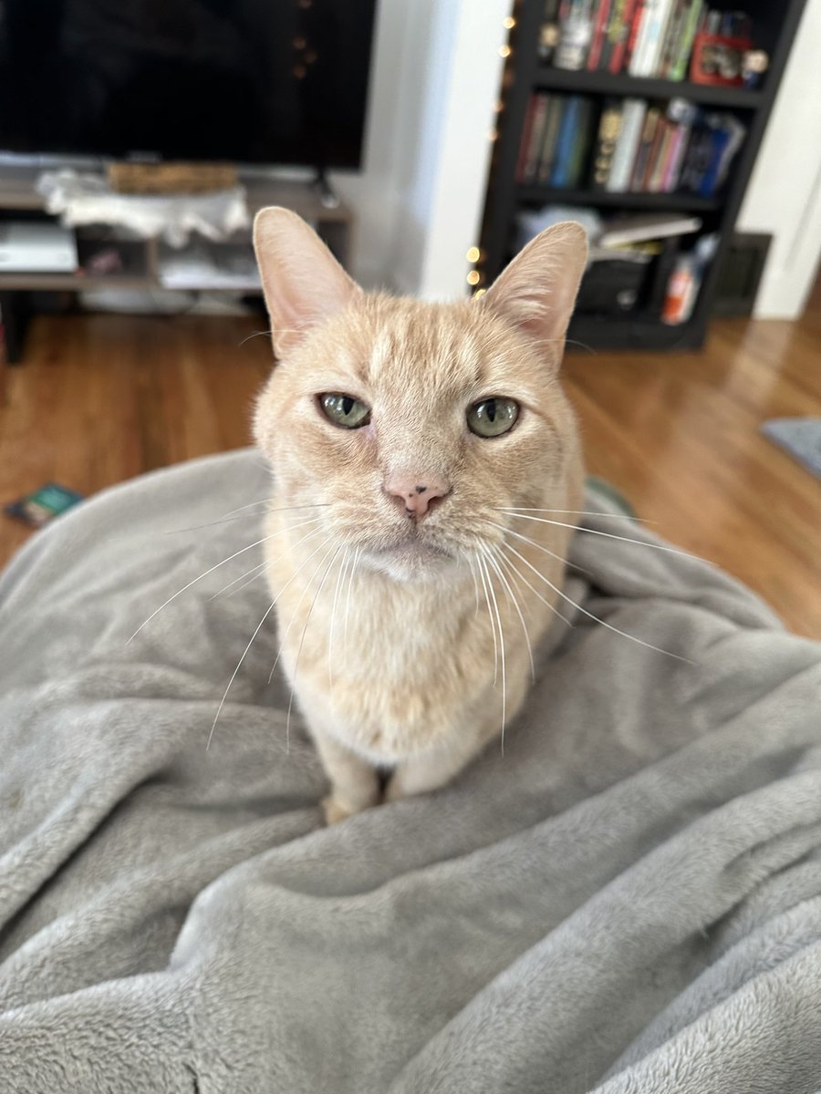 x-GAB LANSIGORG tweet media