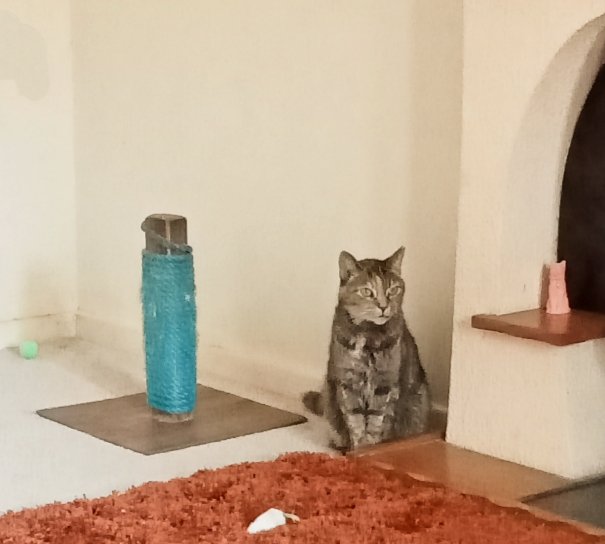 BreeMagee1111's tweet image. I can&apos;t choose what to play with first! 💙🤍💜🤩🥰💗😻
#spoiltforchoice 
#cutecats 
#hellokitty